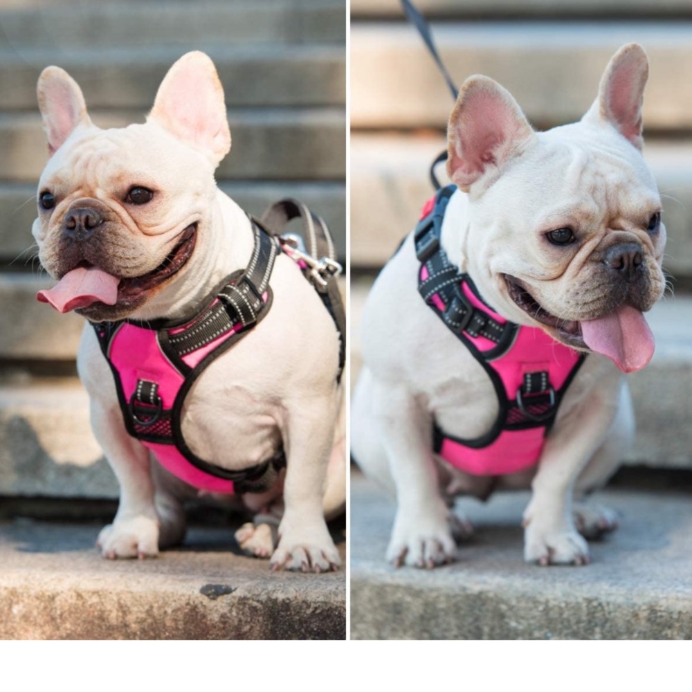 No more pulling hardness for small dog , soft padded handle